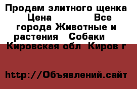 Продам элитного щенка › Цена ­ 30 000 - Все города Животные и растения » Собаки   . Кировская обл.,Киров г.